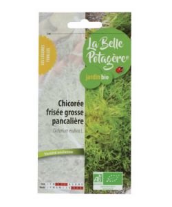 Curly chicory salad large pancalière BIO, 0,5g